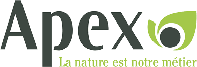 Apex